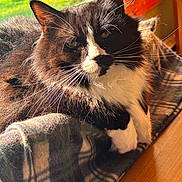 Milo is registered to the contest to win money with this photo: cat, black_and_white, fluffy, whiskers, plaid_blanket, sunlight, window, cozy, indoor, relaxed, feline, pet, fur, resting, warm_light, wood_floor, closeup, animal, domestic_cat, soft