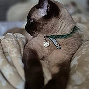 Sky a rejoint le concours — aidez-le/la à gagner de superbes lots ! cat, siamese_cat, pet, animal, collar, tag, blanket, cozy, fur, whiskers, ears, portrait, indoor, relaxed, feline, soft_focus, mammal, domestic_animal, sleepy, cute