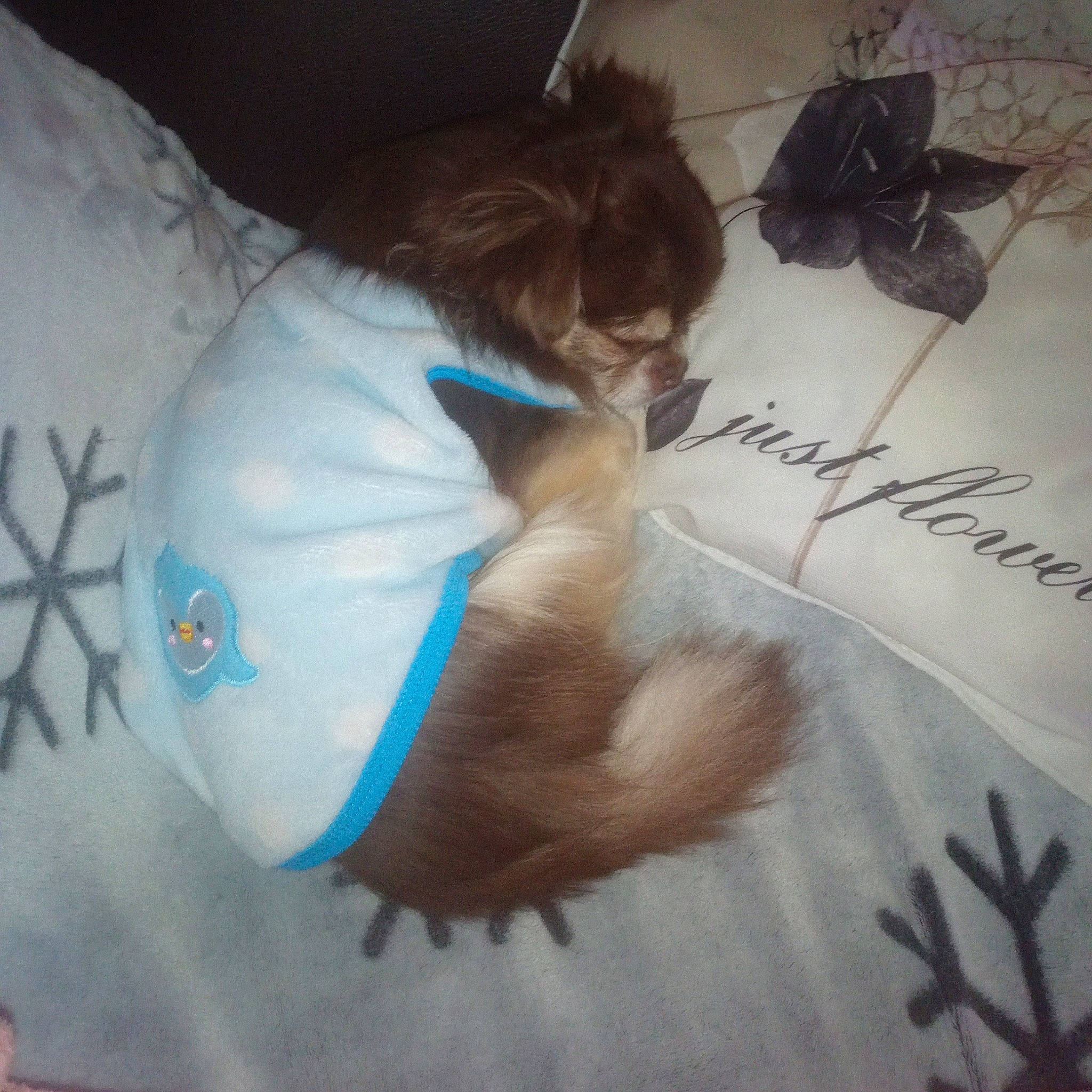 Moka participe au concours pour gagner de l'argent avec cette photo : back, cat, drawing, felidae, fur, illustration, nap, sleep, tail