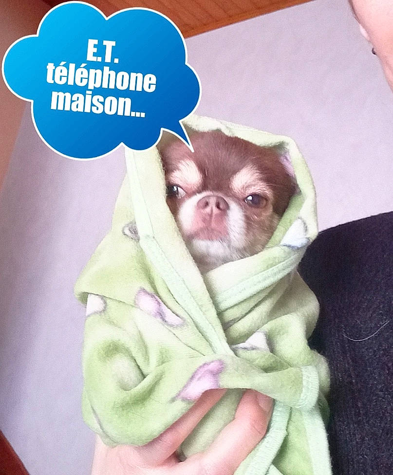 Moka a rejoint le concours — aidez-le/la à gagner de superbes lots ! baby, canidae, child, companion_dog, fawn, photo_caption, puppy, puppy_love, smile, snout, toy_dog