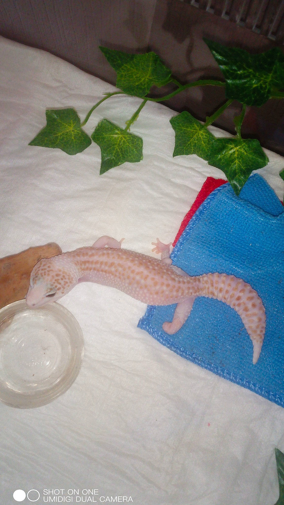 Litchi participe au concours pour gagner de l'argent avec cette photo : tail