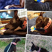 Kyla is registered to the contest to win money with this photo: animal, ball, black_dog, blue_blanket, closeup, collage, curious, dog, furniture, grass, indoor, leash, nature, outdoor, pet, pink_collar, playing, resting, toy, walking