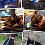 animal, ball, black_dog, blue_blanket, closeup, collage, curious, dog, furniture, grass, indoor, leash, nature, outdoor, pet, pink_collar, playing, resting, toy, walking