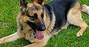 Comet is registered to the contest to win money with this photo: baby, dog, german_shepherd, grass, outdoor, tongue_out, sitting, pet, child, cute, summer, nature, animal, playing, young, resting, greenery, sunlight, happy, portrait