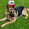 animal, baby, child, cute, dog, german_shepherd, grass, greenery, happy, nature, outdoor, pet, playing, portrait, resting, sitting, summer, sunlight, tongue_out, young