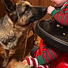 Comet joined the competition — help win amazing prizes! baby, dog, german_shepherd, high_chair, kitchen, floor, wood, pajamas, red, green, child, face, furniture, interaction, pet, curious, flooring, cabinet, feeding, footwear