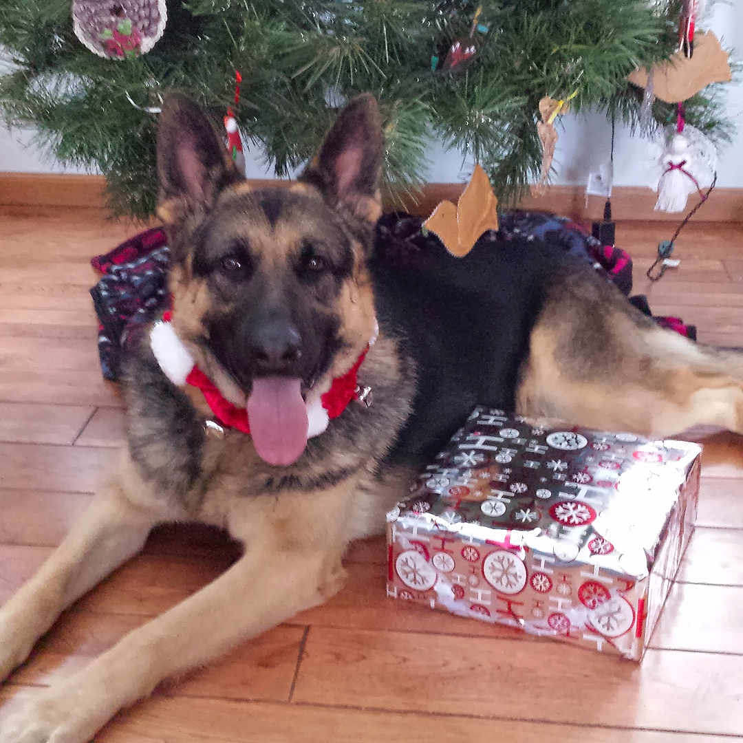 Comet joined the competition — help win amazing prizes! dog, german_shepherd, christmas_tree, gift_box, holiday, festive, decorations, floor, indoor, pet, tongue_out, collar, wooden_floor, relaxed, animal, present, celebration, christmas, tree_decorations, domestic_dog