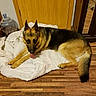 Comet joined the competition — help win amazing prizes! dog, german_shepherd, indoor, blanket, wooden_floor, tongue_out, pet, canine, resting, door, jar, coins, fur, animal, mammal, household, brown, black, flooring, comfort