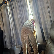 Daisy joined the competition — help win amazing prizes! animal, back_view, chair, comfortable, cozy, curly_fur, curtains, dog, furniture, home, indoor, light, looking_out, natural_light, pet, red_collar, shadow, sheer_curtains, standing, window