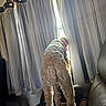 animal, back_view, chair, comfortable, cozy, curly_fur, curtains, dog, furniture, home, indoor, light, looking_out, natural_light, pet, red_collar, shadow, sheer_curtains, standing, window