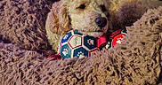 Daisy joined the competition — help win amazing prizes! animal, canine, closeup, comfort, cozy, curly_fur, cute, dog, furniture, home, indoor, leather_chair, paw_prints, pet, plush_blanket, relaxed, resting, sleepy, soft_texture, toy_balls