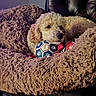 animal, canine, closeup, comfort, cozy, curly_fur, cute, dog, furniture, home, indoor, leather_chair, paw_prints, pet, plush_blanket, relaxed, resting, sleepy, soft_texture, toy_balls