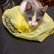 Tito joined the competition — help win amazing prizes! animal, black_surface, cat, closeup, curious, domestic, ears, face, fan, fur, gray, indoor, kitten, pet, plastic_bag, table, whiskers, white, wooden_furniture, yellow