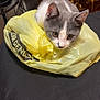 animal, black_surface, cat, closeup, curious, domestic, ears, face, fan, fur, gray, indoor, kitten, pet, plastic_bag, table, whiskers, white, wooden_furniture, yellow