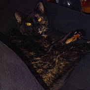 Hope is registered to the contest to win money with this photo: animal, cat, cozy, cute, dark_background, domestic_cat, eyes, feline, fur, indoor, looking_at_camera, lying_down, paw, pet, relaxed, resting, soft_fur, tortoiseshell_cat, whiskers, yellow_eyes