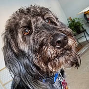 Ace is registered to the contest to win money with this photo: animal, black_fur, brown_eyes, close_up, collar, companion, curious, dog, floor, fluffy, furniture, gray_fur, home, indoor, nose, pet, plant, portrait, tag, wall