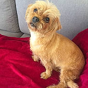 Cannelette participe au concours pour gagner de l'argent avec cette photo : dog, small_dog, pet, sitting, blanket, red_blanket, couch, sofa, indoor, fur, brown_fur, eyes, nose, paw, tail, head_tilt, portrait, closeup, cozy, adorable