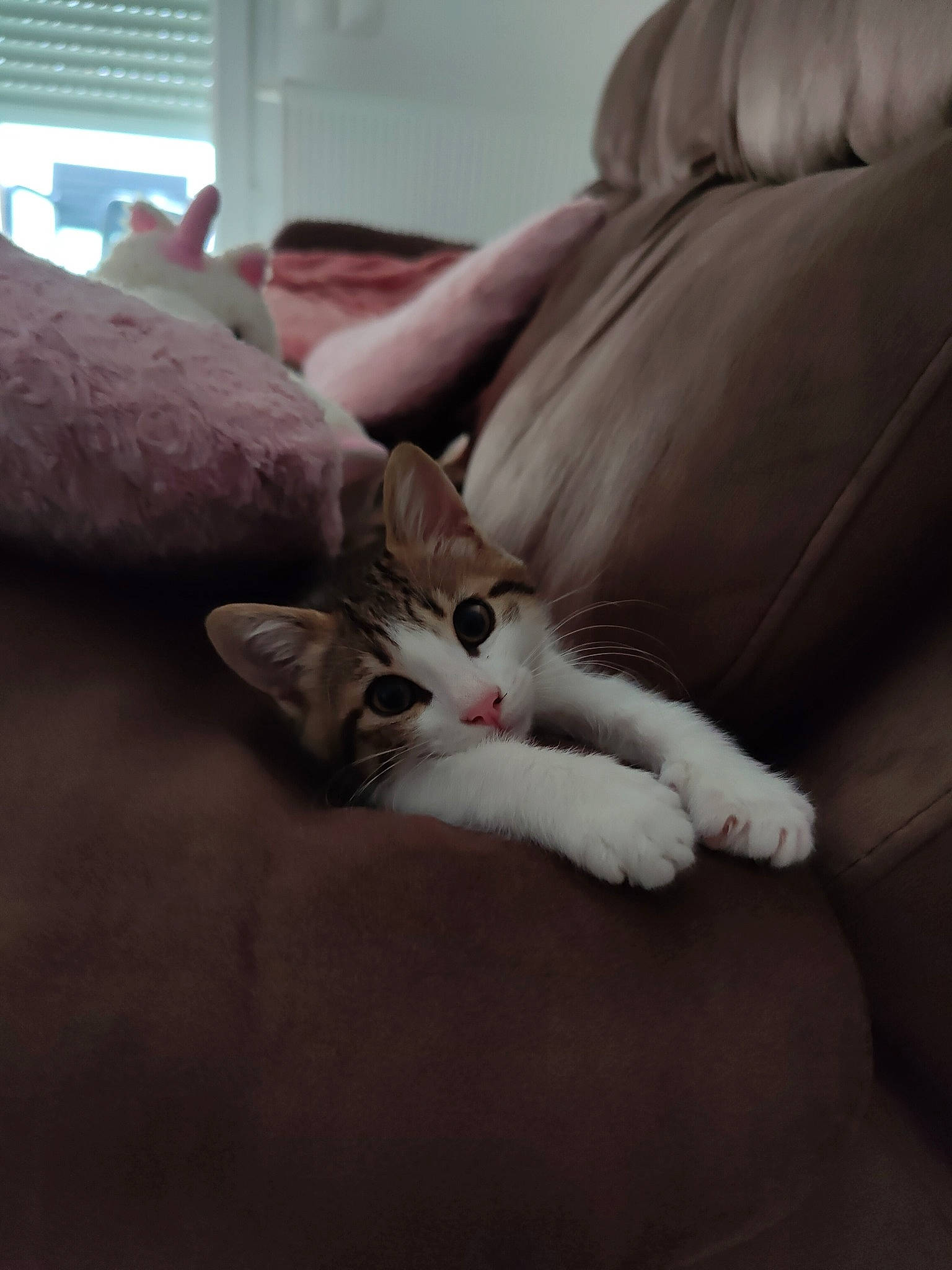 Milo participe au concours pour gagner de l'argent avec cette photo : carnivore, cat, claw, comfort, couch, domestic_short_haired_cat, felidae, flooring, fur, gesture, grey, hardwood, human_leg, linens, paw, small_to_medium_sized_cats, tail, whiskers, window_blind, wood