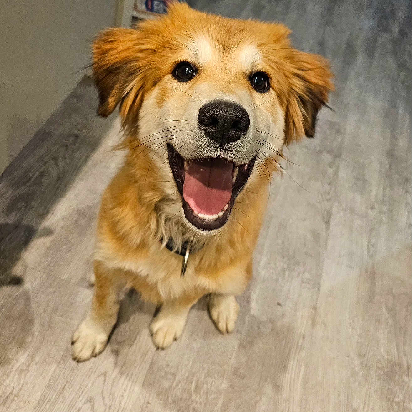 Virgule a rejoint le concours — aidez-le/la à gagner de superbes lots ! accessories, animal, bodypart, canine, dog, goldenretriever, hardwood, hound, husky, indoors, interiordesign, mouth, person, pet, plywood, puppy, strap, teeth, whitedog, wood