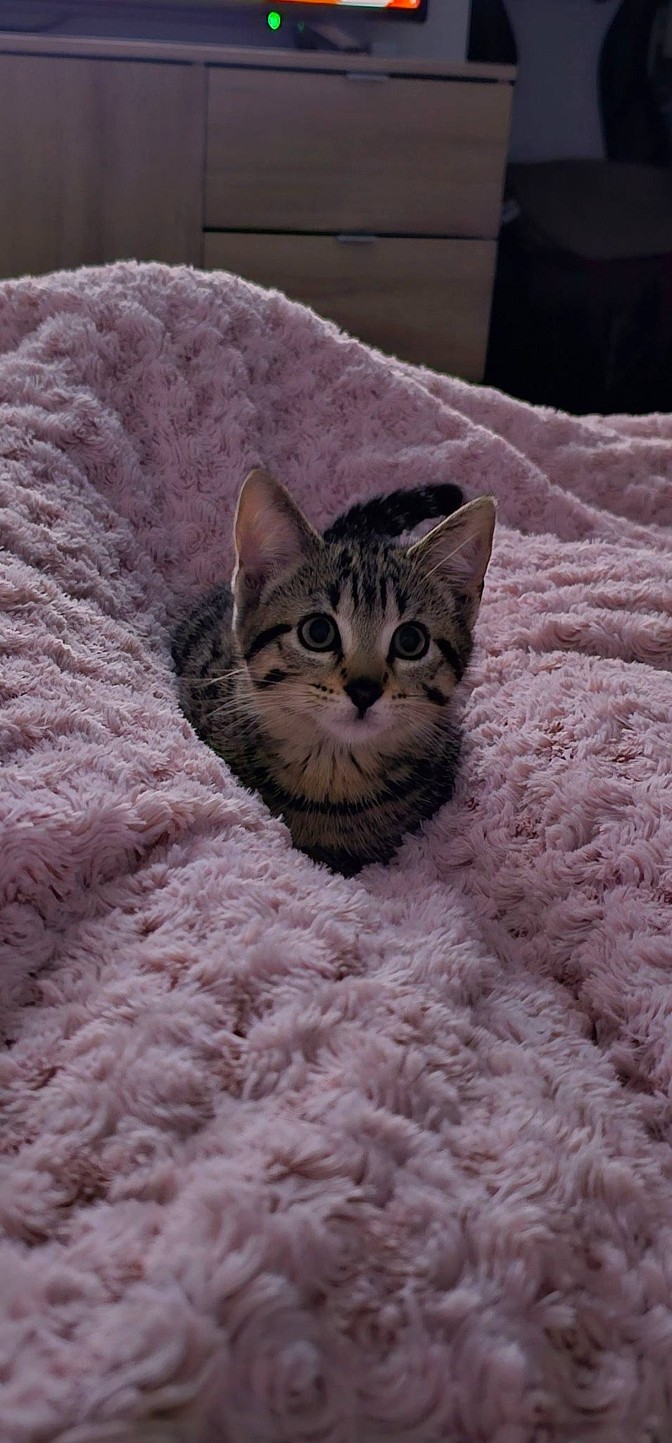 Chipie participe au concours pour gagner de l'argent avec cette photo : carnivore, cat, cat_supply, comfort, domestic_short_haired_cat, door, felidae, fur, grey, small_to_medium_sized_cats, snout, snow, terrestrial_animal, whiskers, wildlife, window, winter