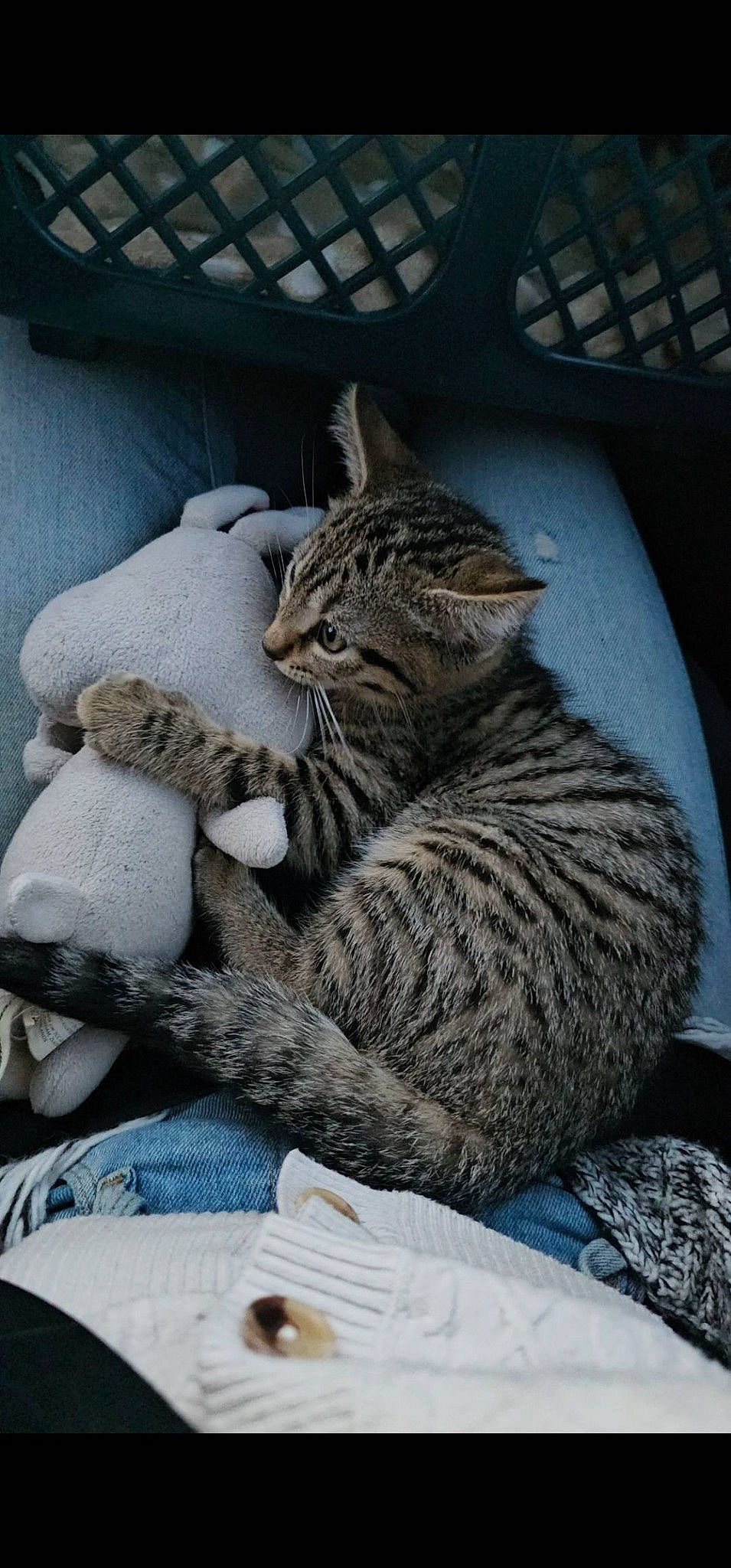 Chipie a rejoint le concours — aidez-le/la à gagner de superbes lots ! carnivore, cat, claw, comfort, domestic_short_haired_cat, felidae, fur, grey, nap, paw, sitting, small_to_medium_sized_cats, snout, tail, terrestrial_animal, whiskers, window