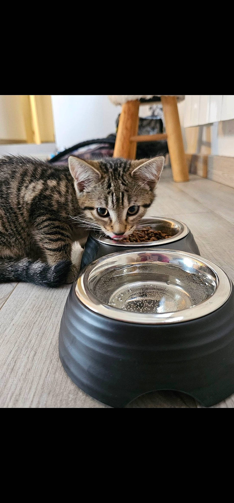 Chipie a rejoint le concours — aidez-le/la à gagner de superbes lots ! auto_part, automotive_tire, automotive_wheel_system, carnivore, cat, circle, domestic_short_haired_cat, felidae, flooring, fur, metal, paw, rim, serveware, small_to_medium_sized_cats, snout, whiskers, wood