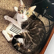 Rysko is registered to the contest to win money with this photo: cat, tabby, indoor, carpet, vent, pet, animal, feline, resting, curious, green_eyes, whiskers, relaxed, close_up, household, fur, tail, paw, looking_up, cozy