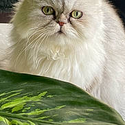 Lilas participe au concours pour gagner de l'argent avec cette photo : angora, animal, cat, face, flower, green, head, herbal, herbs, jar, kitten, leaf, manx, pet, plant, planter, pottedplant, pottery, siamese, vase