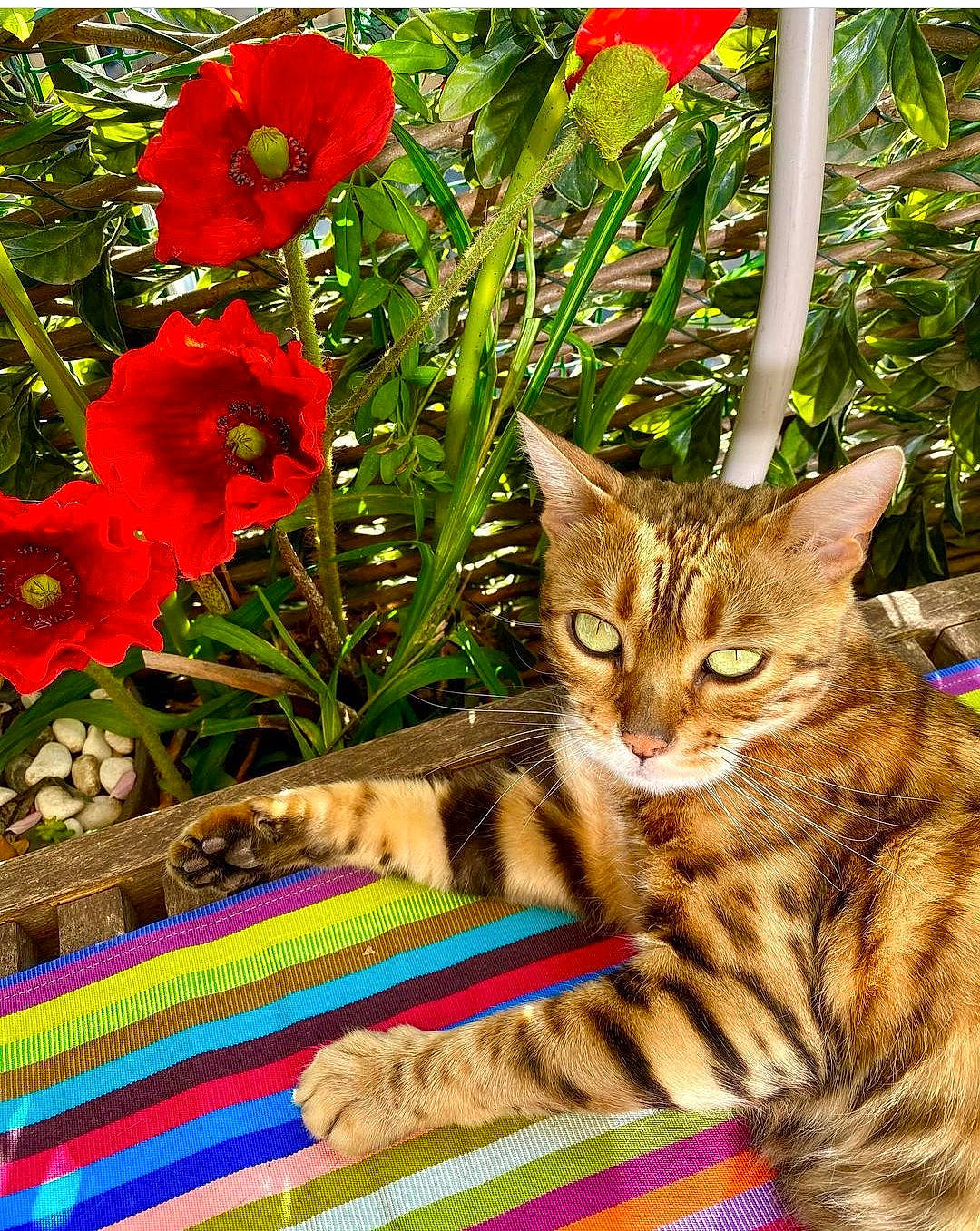 Astrée a rejoint le concours — aidez-le/la à gagner de superbes lots ! annual_plant, art, carnivore, cat, coquelicot, corn_poppy, domestic_short_haired_cat, felidae, flower, flowering_plant, fur, grass, herbaceous_plant, petal, plant, small_to_medium_sized_cats, tail, tree, whiskers, wildlife