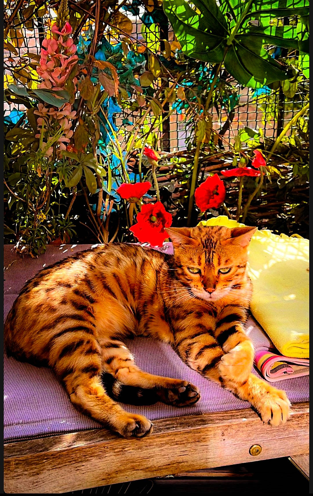 Astrée participe au concours pour gagner de l'argent avec cette photo : big_cats, carnivore, cat, domestic_short_haired_cat, fawn, felidae, flowerpot, fur, grass, houseplant, organism, plant, rectangle, small_to_medium_sized_cats, snout, tail, terrestrial_animal, tree, whiskers, wildlife