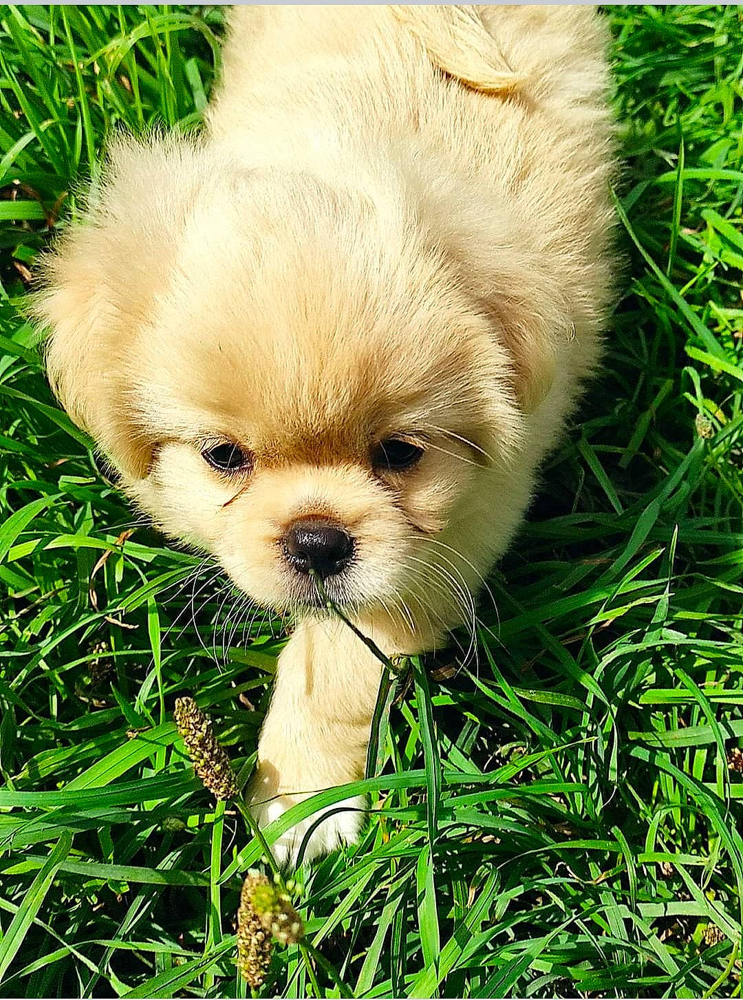 Joy participe au concours pour gagner de l'argent avec cette photo : ancient_dog_breeds, canidae, carnivore, companion_dog, dog, dog_breed, fawn, fur, grass, liver, plant, puppy, puppy_love, snout, sporting_group, terrestrial_animal, toy_dog, whiskers, wildlife, working_animal