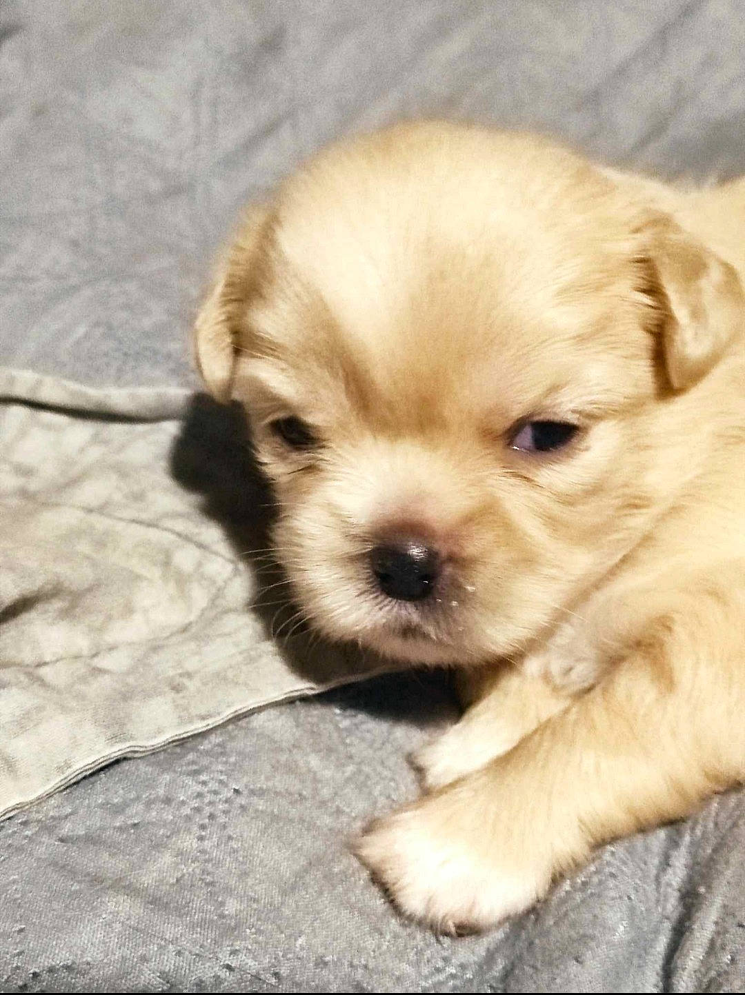 Joy a rejoint le concours — aidez-le/la à gagner de superbes lots ! ancient_dog_breeds, canidae, carnivore, companion_dog, dog, dog_breed, fawn, fur, liver, maltepoo, non_sporting_group, puppy, puppy_love, snout, sporting_group, terrestrial_animal, toy_dog, whiskers, working_animal