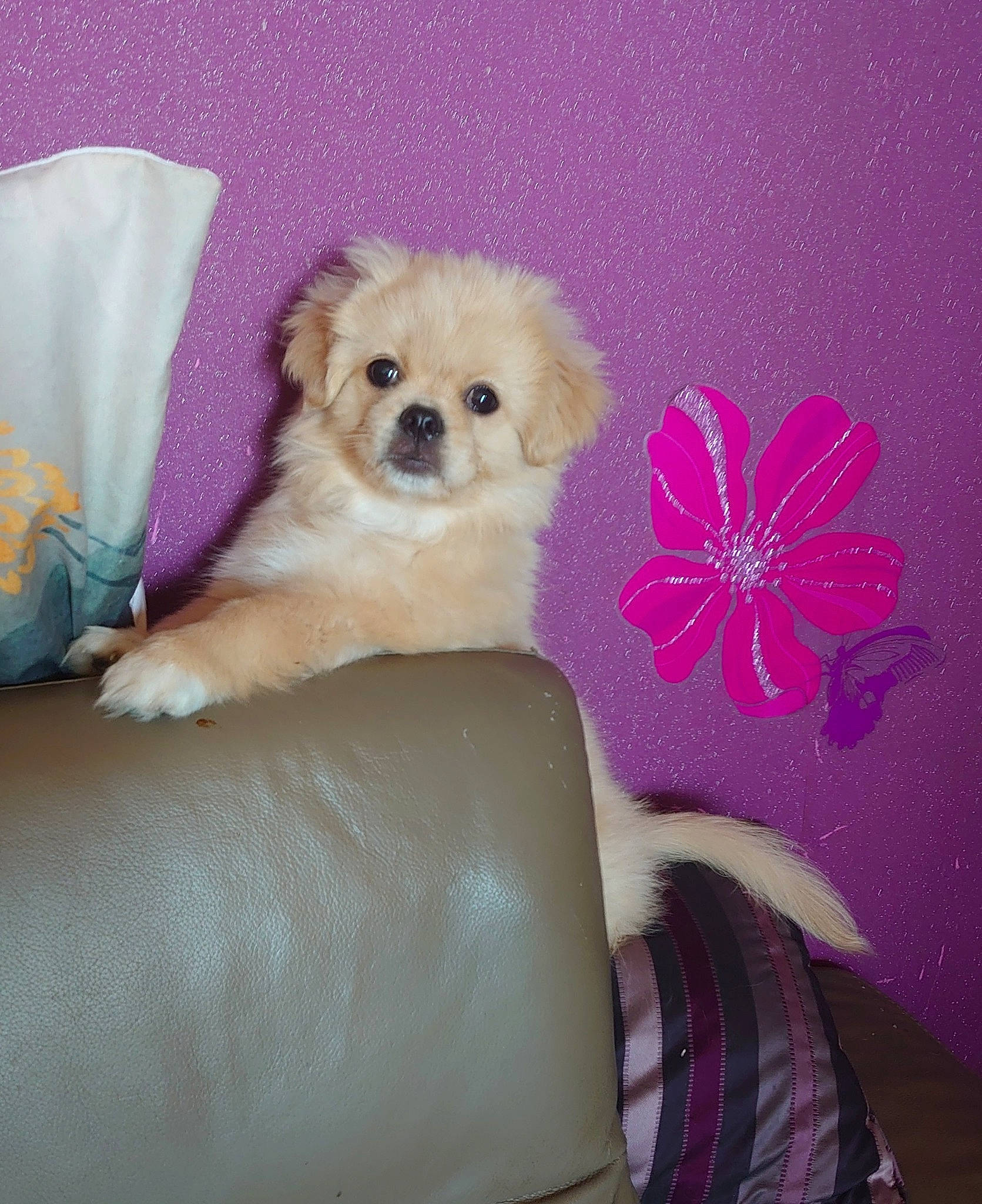 Joy participe au concours pour gagner de l'argent avec cette photo : canidae, carnivore, comfort, companion_dog, couch, dog, dog_breed, dog_supply, fawn, firefighter, fur, pattern, pet_supply, petal, pink, snout, tartan, toy_dog, watch, working_animal