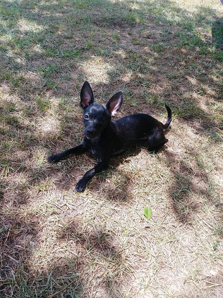 Thalia is registered to the contest to win money with this photo: australian_stumpy_tail_cattle_dog, canidae, carnivore, companion_dog, dog, dog_breed, fawn, grass, guard_dog, hunting_dog, non_sporting_group, shadow, snout, soil, sporting_group, tail, terrestrial_animal, working_animal, working_dog