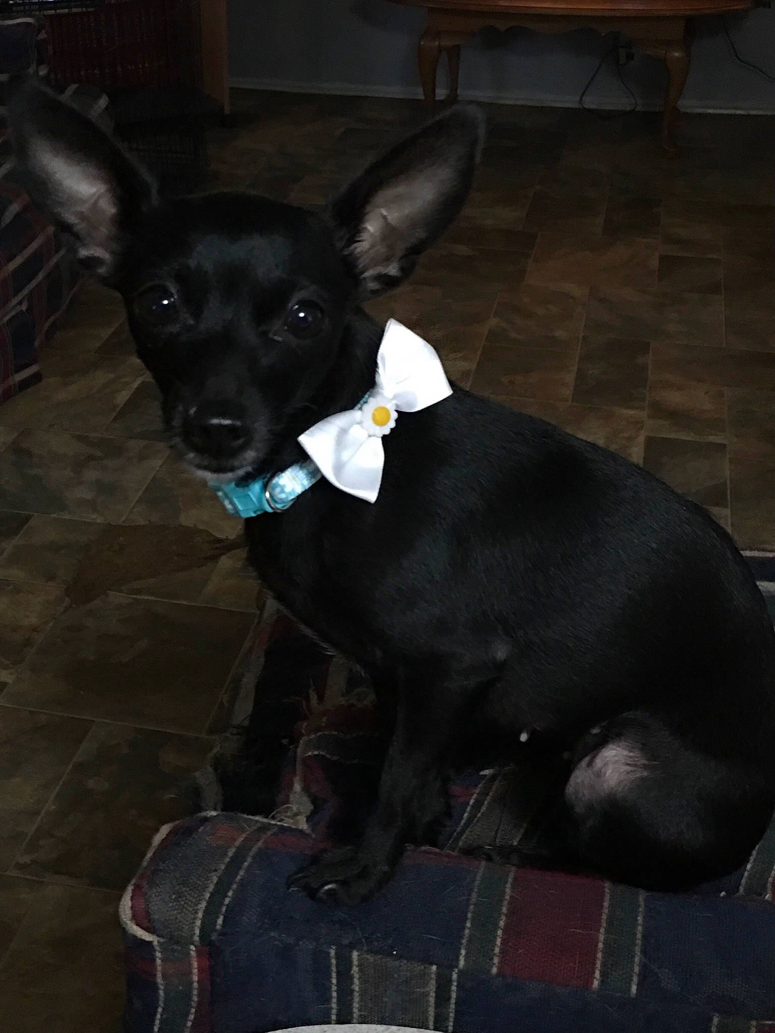 Thalia is registered to the contest to win money with this photo: canidae, carnivore, collar, comfort, companion_dog, dog, dog_breed, dog_collar, dog_supply, ear, fawn, grey, puppy, snout, sporting_group, tail, terrestrial_animal, toy_dog, whiskers, working_animal