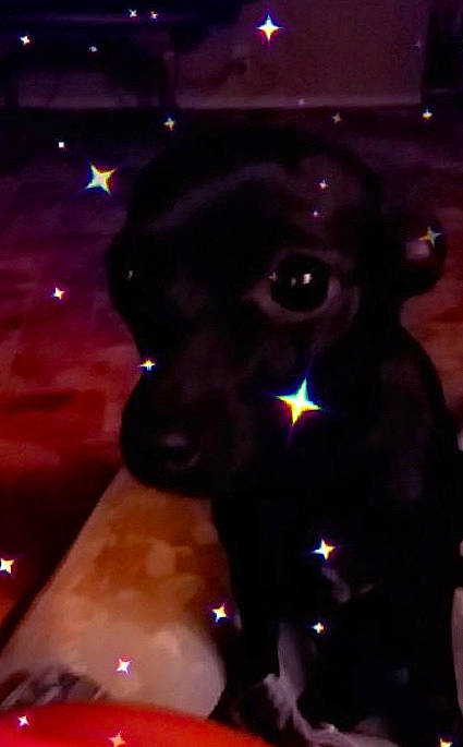 Thalia is registered to the contest to win money with this photo: borador, carnivore, companion_dog, darkness, dog, dog_breed, dog_collar, electric_blue, entertainment, event, fur, guard_dog, magenta, non_sporting_group, purple, whiskers, working_animal