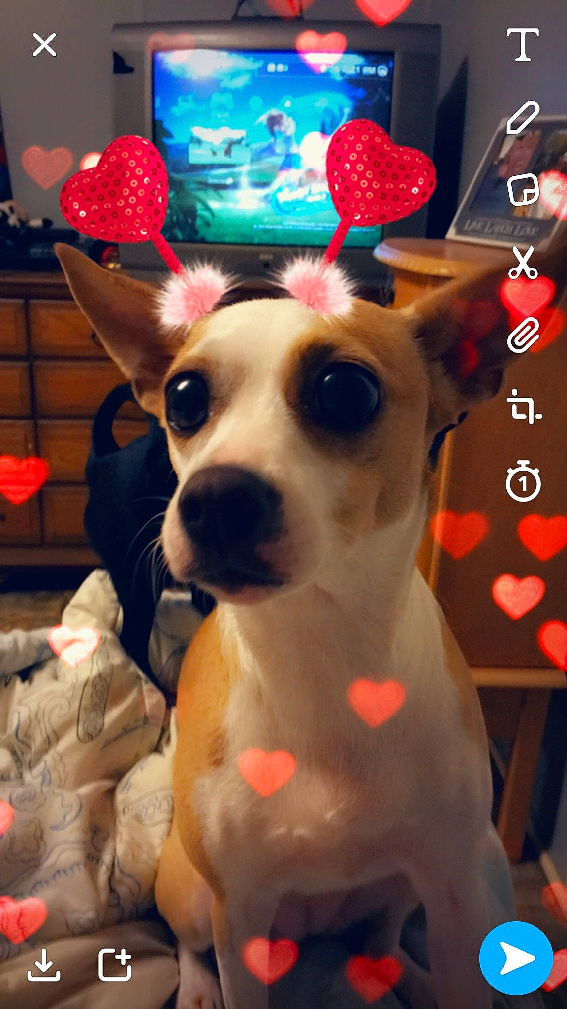 Luna is registered to the contest to win money with this photo: carnivore, companion_dog, costume_hat, dog, dog_breed, ear, event, eyewear, fawn, fedora, fun, hat, lighting, party_hat, party_supply, snapshot, snout, sun_hat, whiskers, working_animal