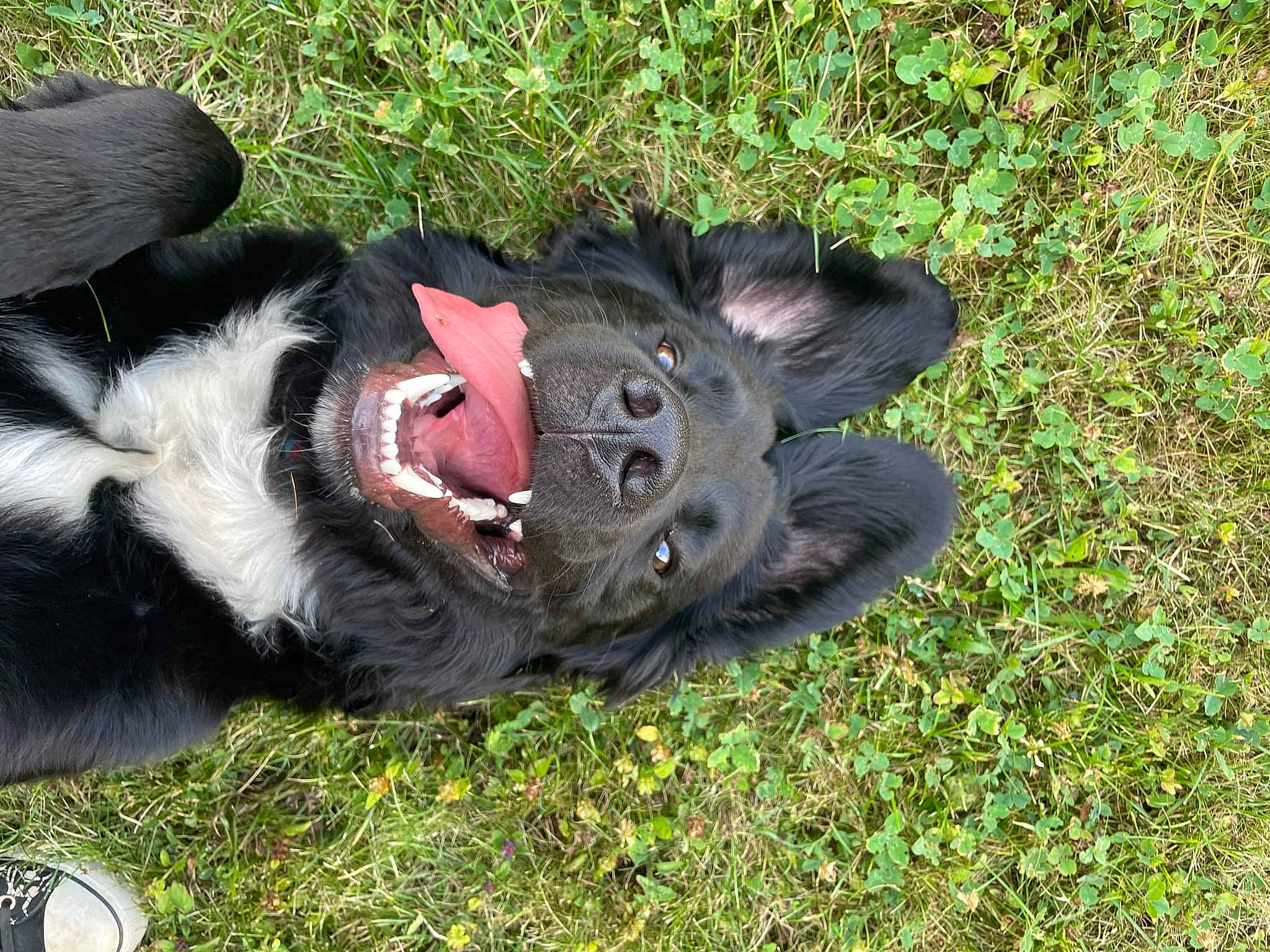 Sparow a rejoint le concours — aidez-le/la à gagner de superbes lots ! canidae, carmine, carnivore, collar, companion_dog, dog, dog_breed, dog_collar, felidae, foot, fur, grass, paw, plant, snout, sporting_group, tail, terrestrial_animal, whiskers, working_animal