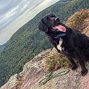 Sparow a rejoint le concours — aidez-le/la à gagner de superbes lots ! dog, black_dog, collar, leash, rock, mountain, forest, trees, nature, outdoors, sky, cloudy, tongue_out, sitting, landscape, scenic, wildlife, pet, canine, happy