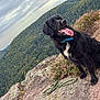 dog, black_dog, collar, leash, rock, mountain, forest, trees, nature, outdoors, sky, cloudy, tongue_out, sitting, landscape, scenic, wildlife, pet, canine, happy