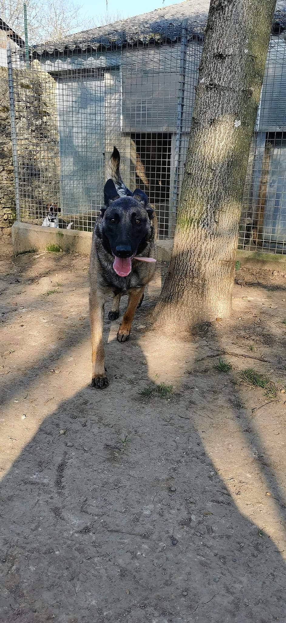 Sakura a rejoint le concours — aidez-le/la à gagner de superbes lots ! carnivore, collar, companion_dog, dog, dog_breed, dog_collar, dog_crate, dog_supply, fawn, fence, kennel, leash, mesh, pet_supply, snout, tail, terrestrial_animal, whiskers, wire_fencing, working_animal