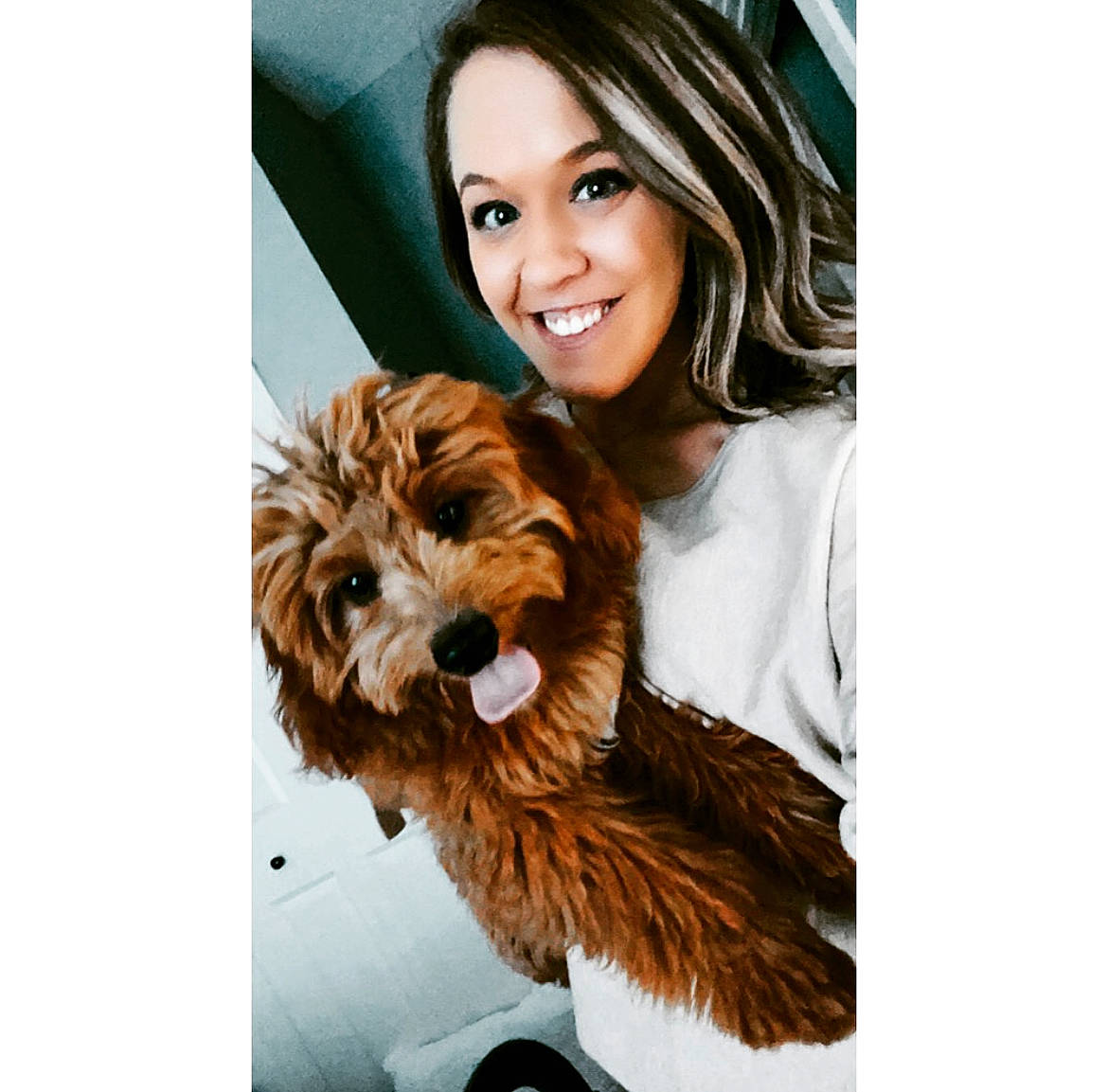 Banks is registered to the contest to win money with this photo: brown_hair, canidae, carnivore, companion_dog, dog, dog_breed, dog_supply, eyelash, feathered_hair, fur, happy, liver, long_hair, smile, snout, sporting_group, surfer_hair, toy_dog, working_animal, yorkshire_terrier