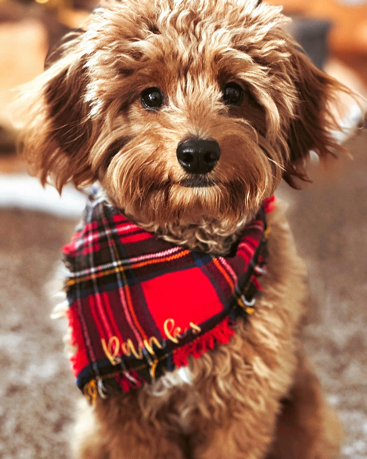 Banks is registered to the contest to win money with this photo: canidae, carnivore, collar, companion_dog, dog, dog_breed, dog_clothes, dog_collar, dog_supply, fawn, firefighter, liver, pet_supply, small_terrier, snout, sporting_group, terrier, toy_dog, water_dog, working_animal