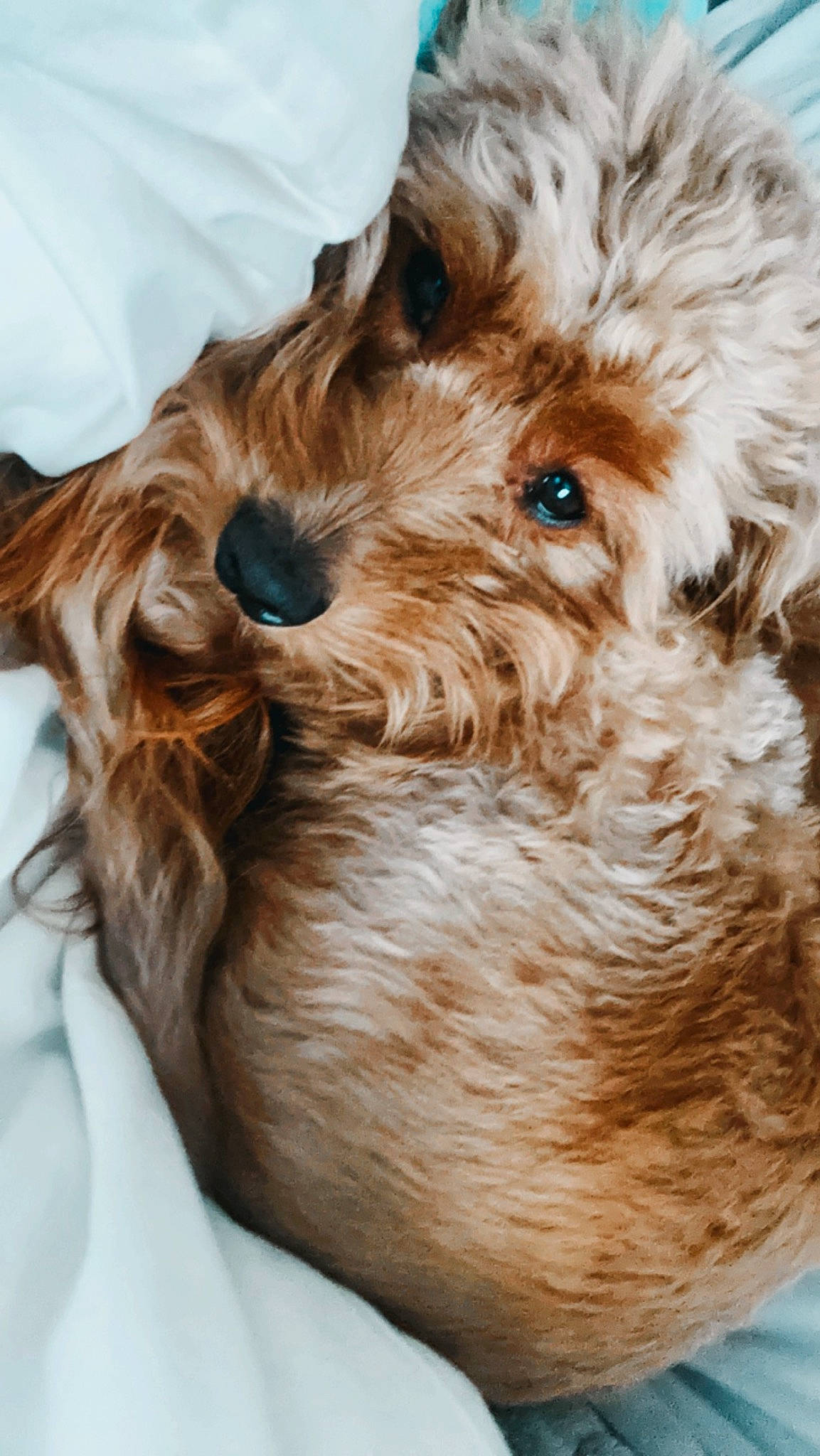 Banks is registered to the contest to win money with this photo: canidae, carnivore, cockapoo, companion_dog, dog, dog_breed, dog_collar, dog_supply, fur, goldendoodle, labradoodle, liver, maltepoo, small_terrier, snout, sporting_group, terrier, toy_dog, water_dog, working_animal