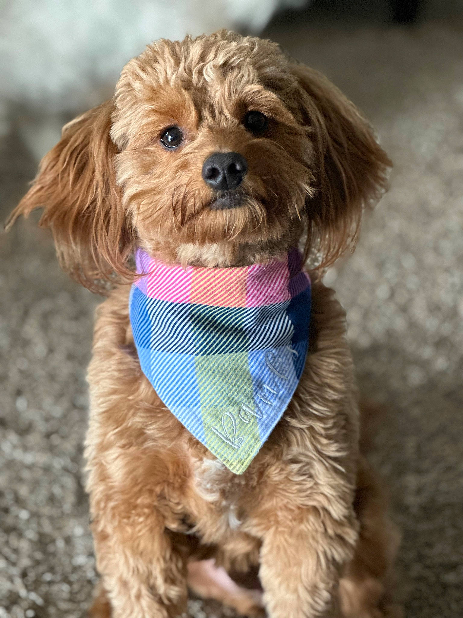 Banks is registered to the contest to win money with this photo: canidae, carnivore, collar, companion_dog, dog, dog_breed, dog_collar, dog_supply, fur, leash, liver, maltepoo, pet_supply, small_terrier, snout, sporting_group, terrier, toy_dog, water_dog, working_animal