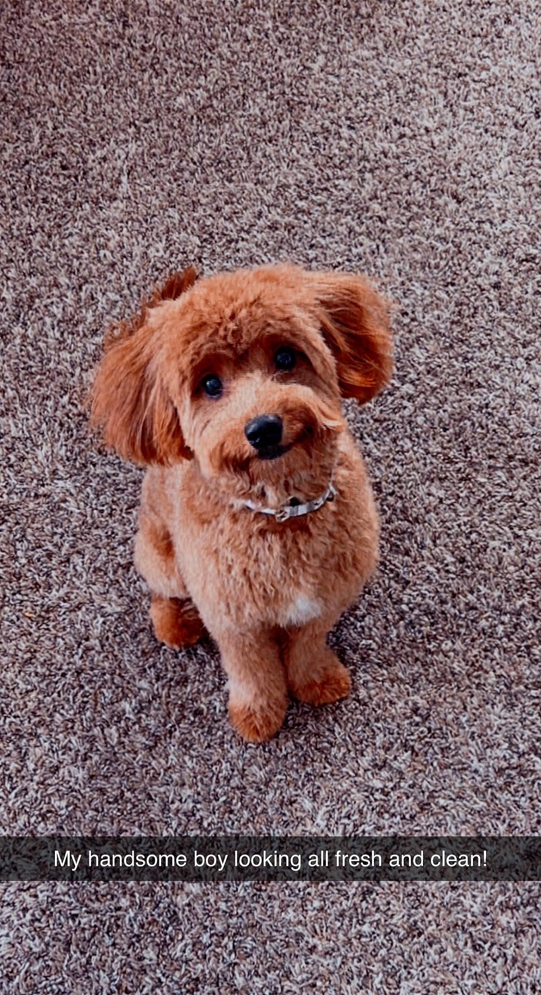 Banks is registered to the contest to win money with this photo: canidae, carnivore, companion_dog, dog, dog_breed, fawn, fur, liver, maltepoo, puppy, road_surface, soil, sporting_group, terrier, toy_dog, working_animal