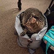 Romeo is registered to the contest to win money with this photo: animal, bag, carpet, cat, companion, cozy, curious, curled_up, domestic_cat, feline, floor, gray_bag, home, indoor, pet, relaxed, snug, soft, stroller_wheel, tabby_cat