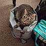 Romeo is registered to the contest to win money with this photo: animal, bag, carpet, cat, cozy, curious, curled_up, domestic_cat, feline, floor, gray_bag, household, indoor, pet, resting, sitting, tabby_cat, whiskers, wide_eyes, zipper
