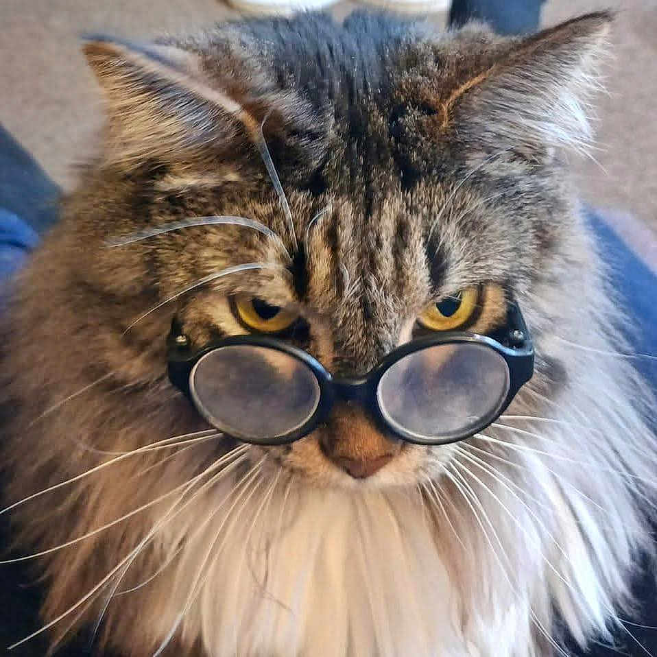 Meshuggah is registered to the contest to win money with this photo: animal, cat, close_up, cute, expression, eyewear, face, feline, fluffy, fur, glasses, indoors, mammal, mustache, nose, pet, portrait, tabby, whiskers, yellow_eyes