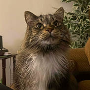 Meshuggah is registered to the contest to win money with this photo: animal, cat, close_up, couch, curious, domestic_animal, ears, eyes, face, fluffy, fur, furniture, indoor, living_room, nose, pet, plant, tabby, whiskers, white_chest